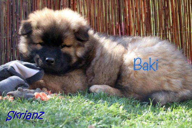 4.2021 - Baki Diamo